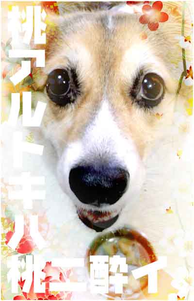 momo071008.jpg